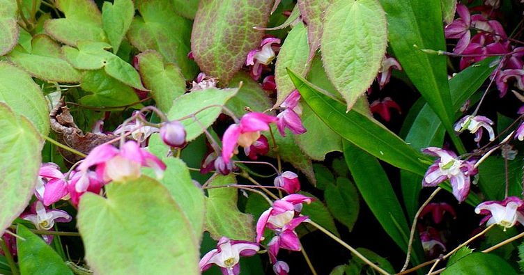 Epimedium / Horny Goat Weed in the Vivalis formula