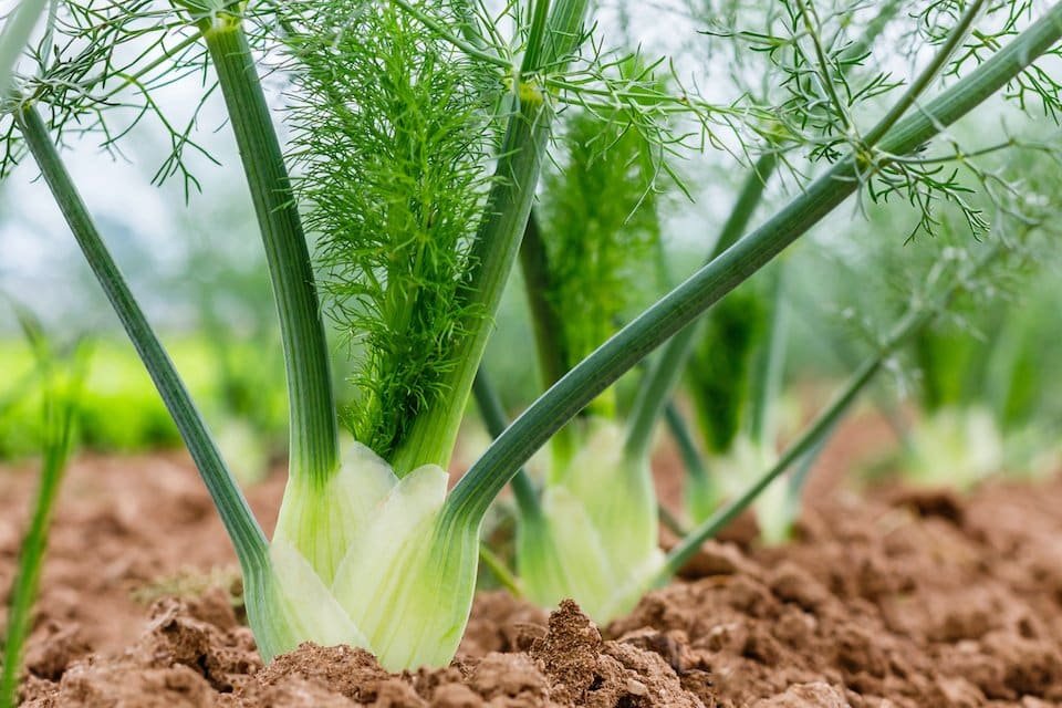 Fennel Seed in the Vivalis formula