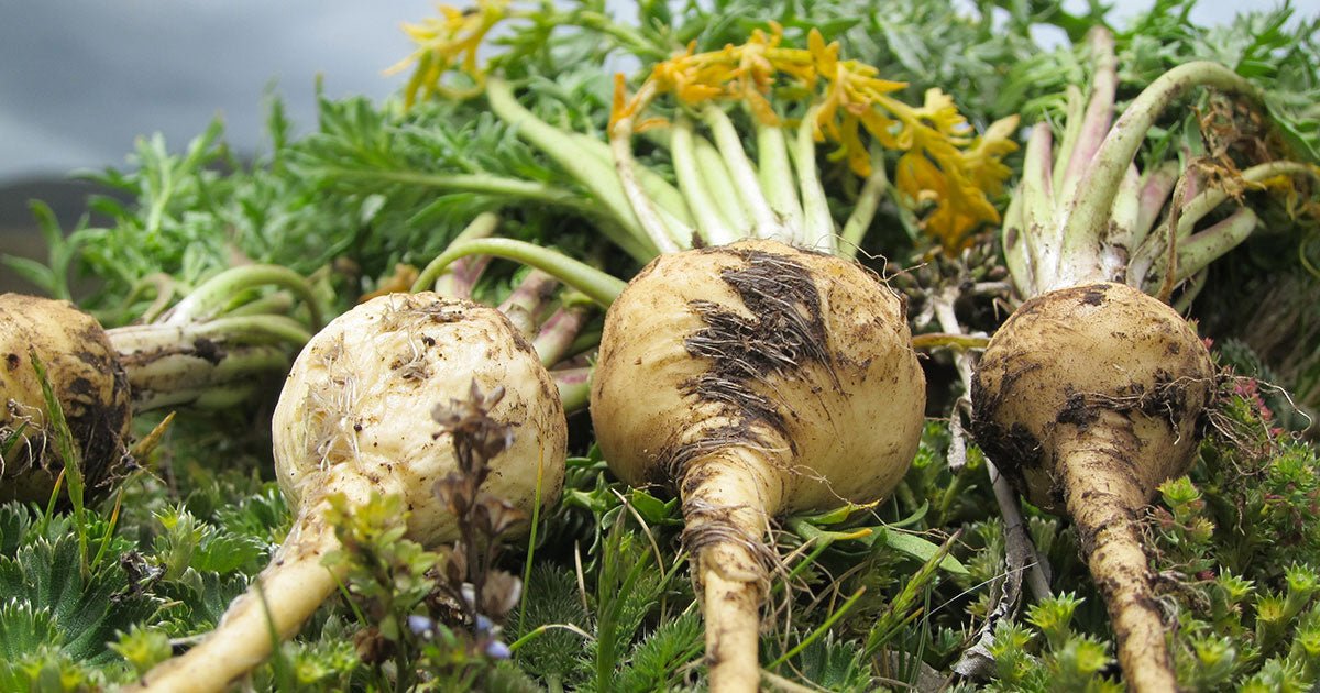 Maca Root in the Vivalis formula