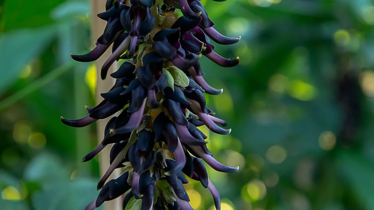 Mucuna Pruriens in the Vivalis formula
