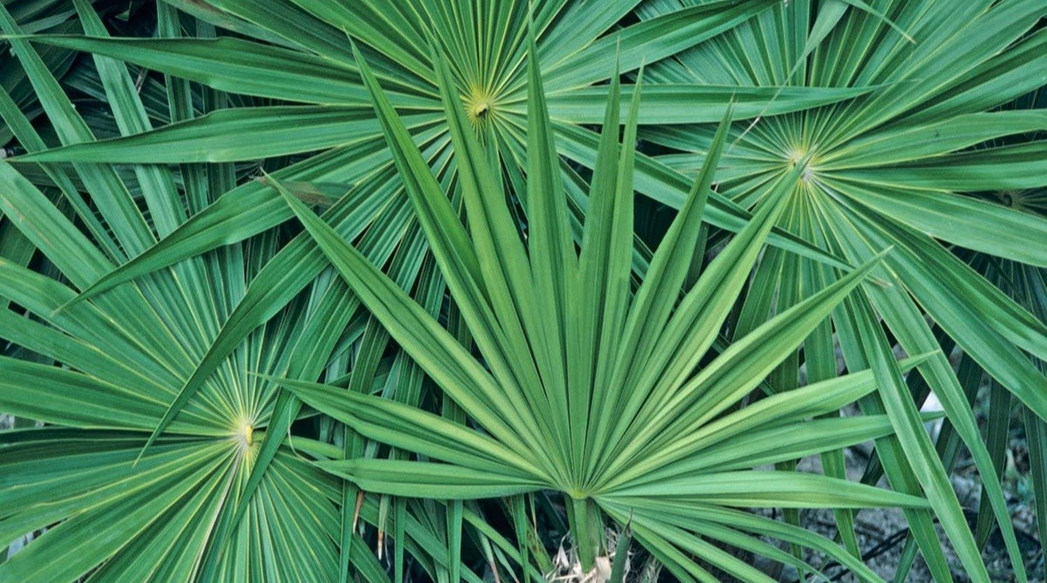 Saw Palmetto in the Vivalis formula